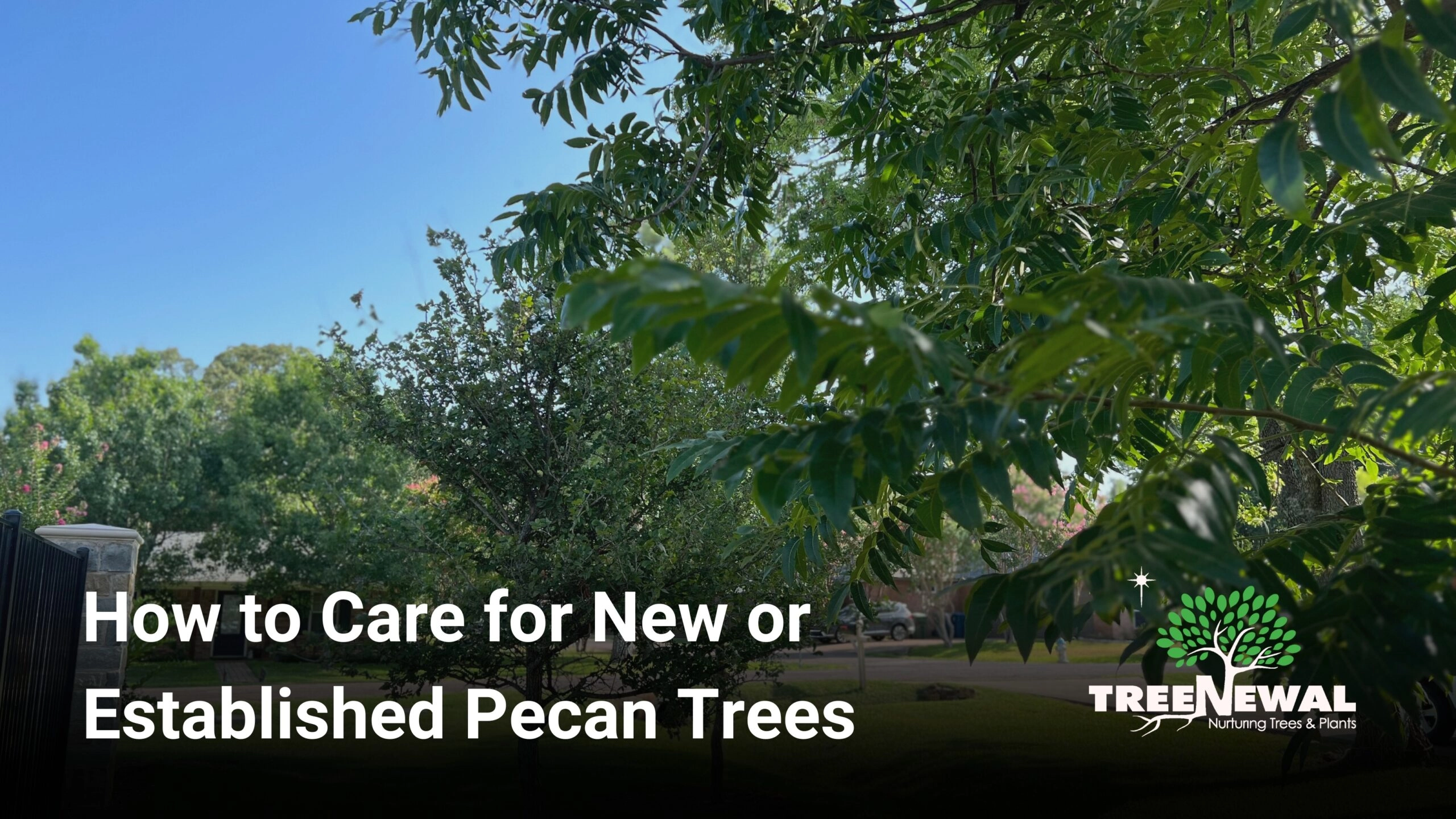 Pecan Tree Pruning  : Expert Tips for Optimal Growth