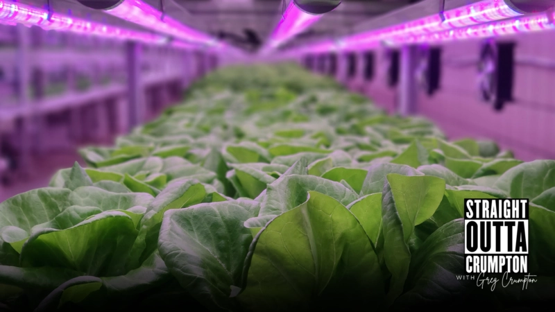 What Is Required for a Controlled Environment Agriculture HVAC System?