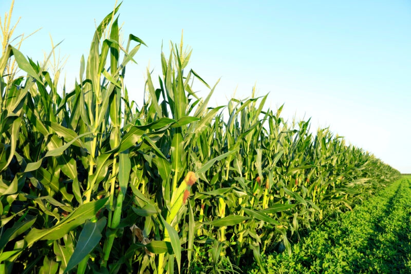 corn crop Pro Farmer