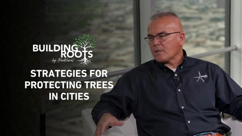 Strategies for protecting trees in cities
