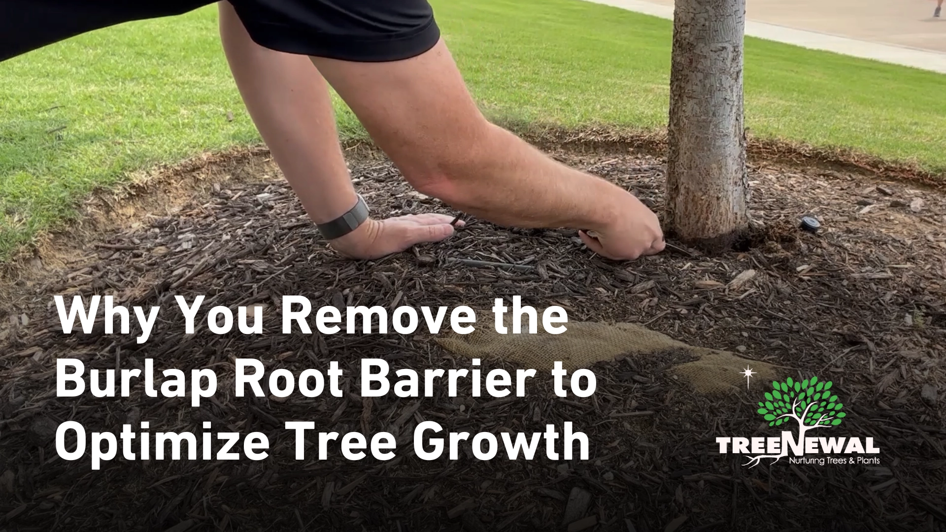 Tree Growth, Tree Care