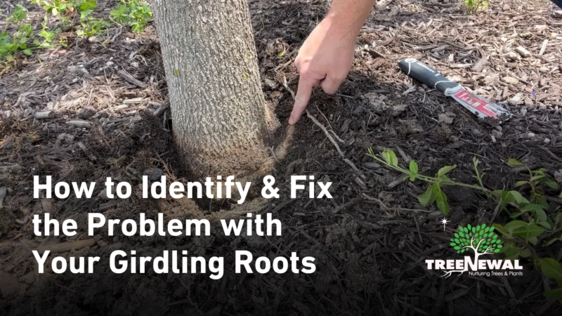 Girdling Roots, Tree Care. Roots