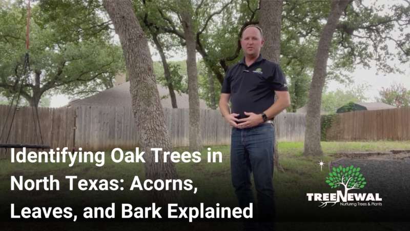 Identifying Oak Trees in North Texas: Acorns, Leaves, and Bark Explained