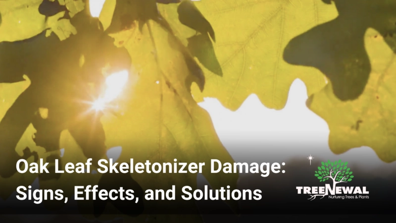 Oak Leaf Skeletonizer Damage: Signs, Effects, and Solutions