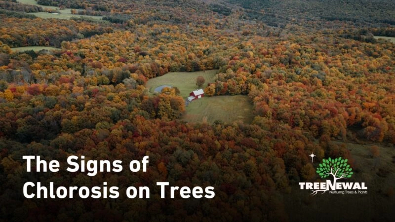 The Signs of Chlorosis on Trees