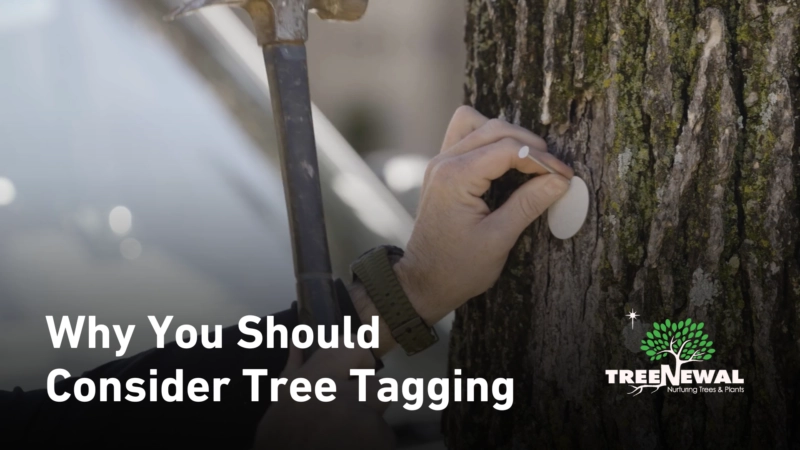 Why You Should Consider Tree Tagging