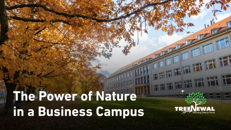 The Power of Nature in a Business Campus