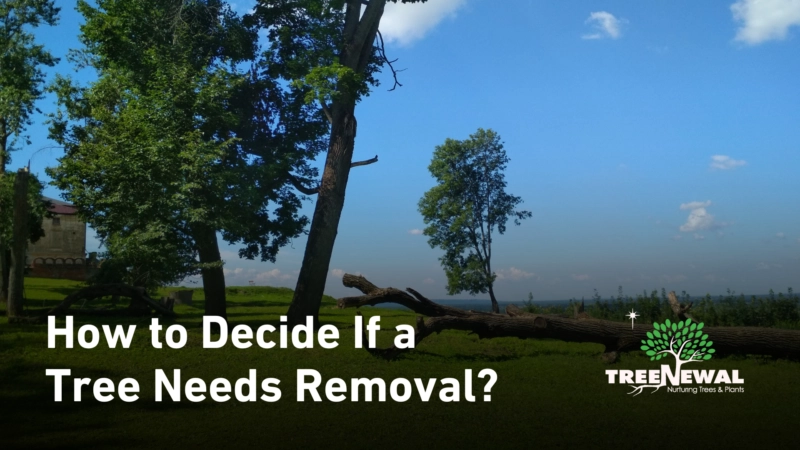 How to Decide If a Tree Needs Removal?