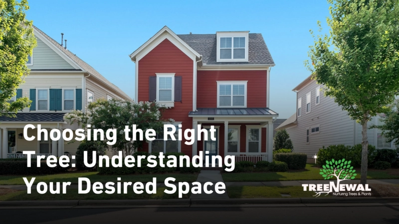 Choosing the Right Tree: Understanding Your Desired Space