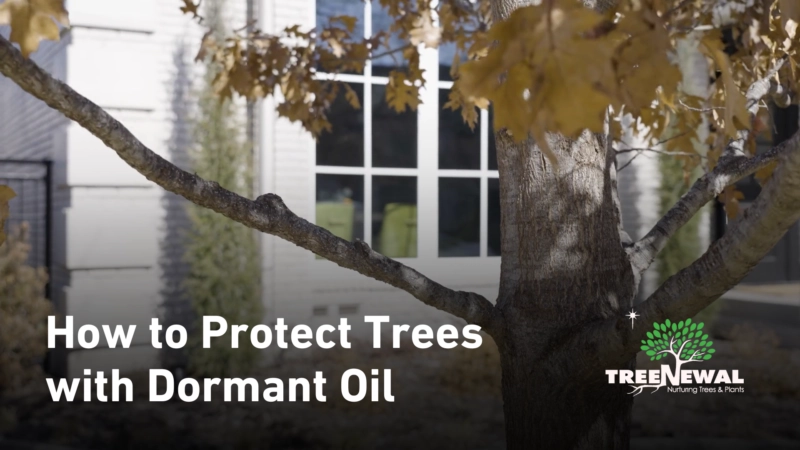 How to Protect Trees with Dormant Oil