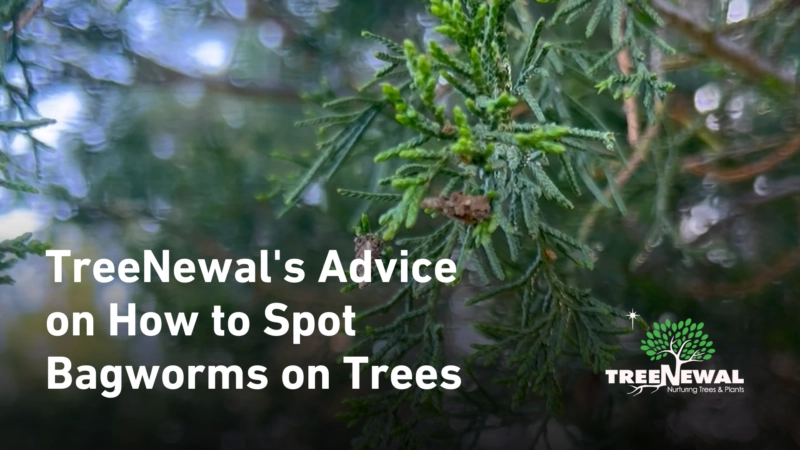 How to Spot Bagworms on Trees