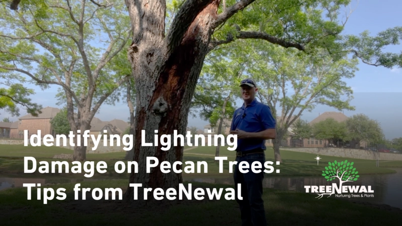 Identifying Lightning Damage on Pecan Trees