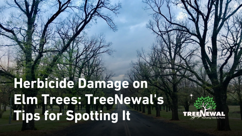Herbicide Damage on Elm Tree