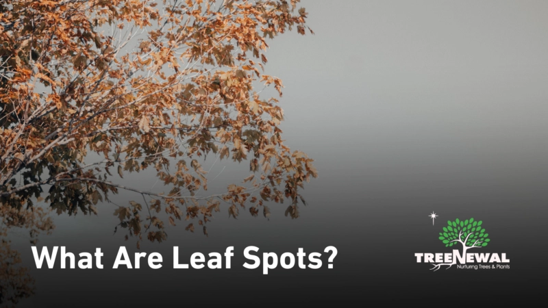 What Are Leaf Spots?