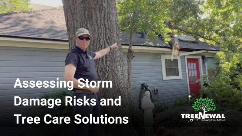 Assessing Storm Damage Risks and Tree Care Solutions