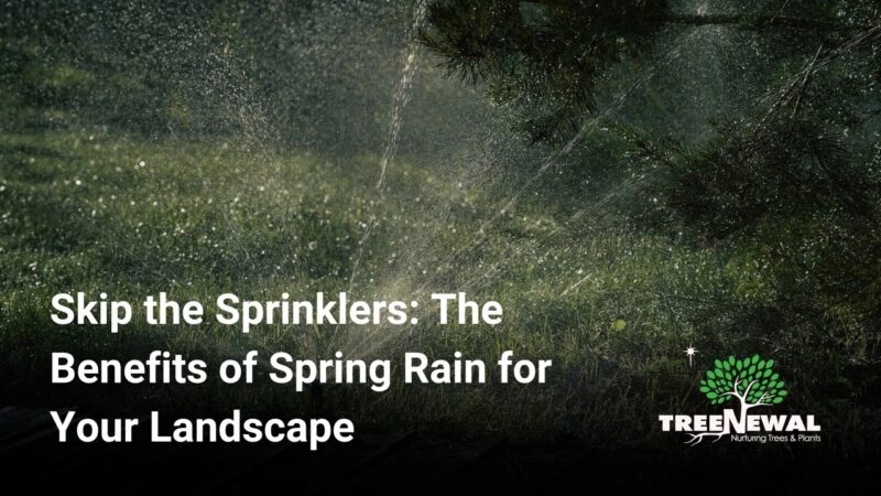Skip the Sprinklers: The Benefits of Spring Rain for Your Landscape