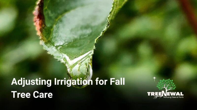 Adjusting Irrigation for Fall Tree Care