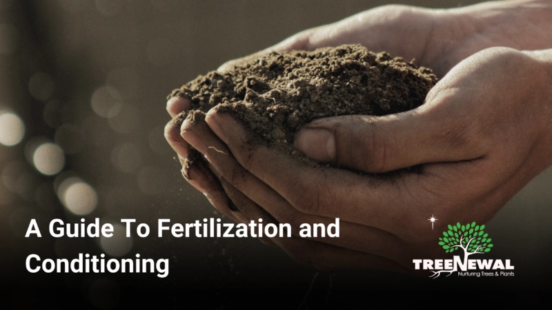A Guide To Fertilization and Conditioning