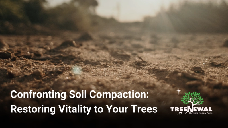 Confronting Soil Compaction: Restoring Vitality to Your Trees