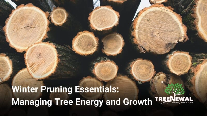Winter Pruning Essentials:Managing Tree Energy and Growth
