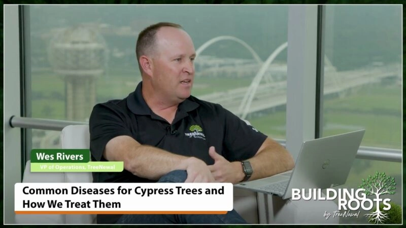 Common Diseases for Cypress Trees and How We Treat Them