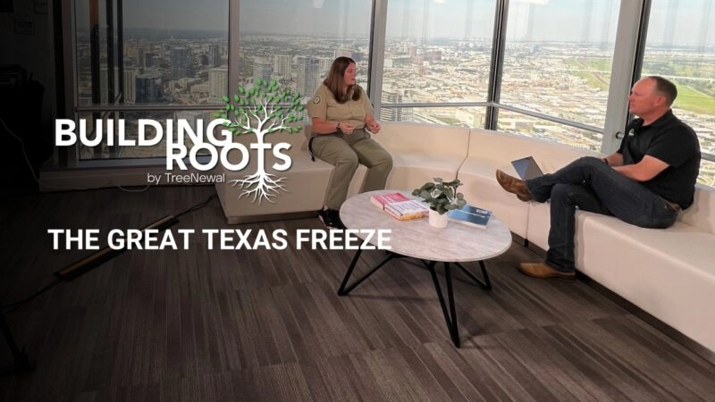 The Great Texas Freeze