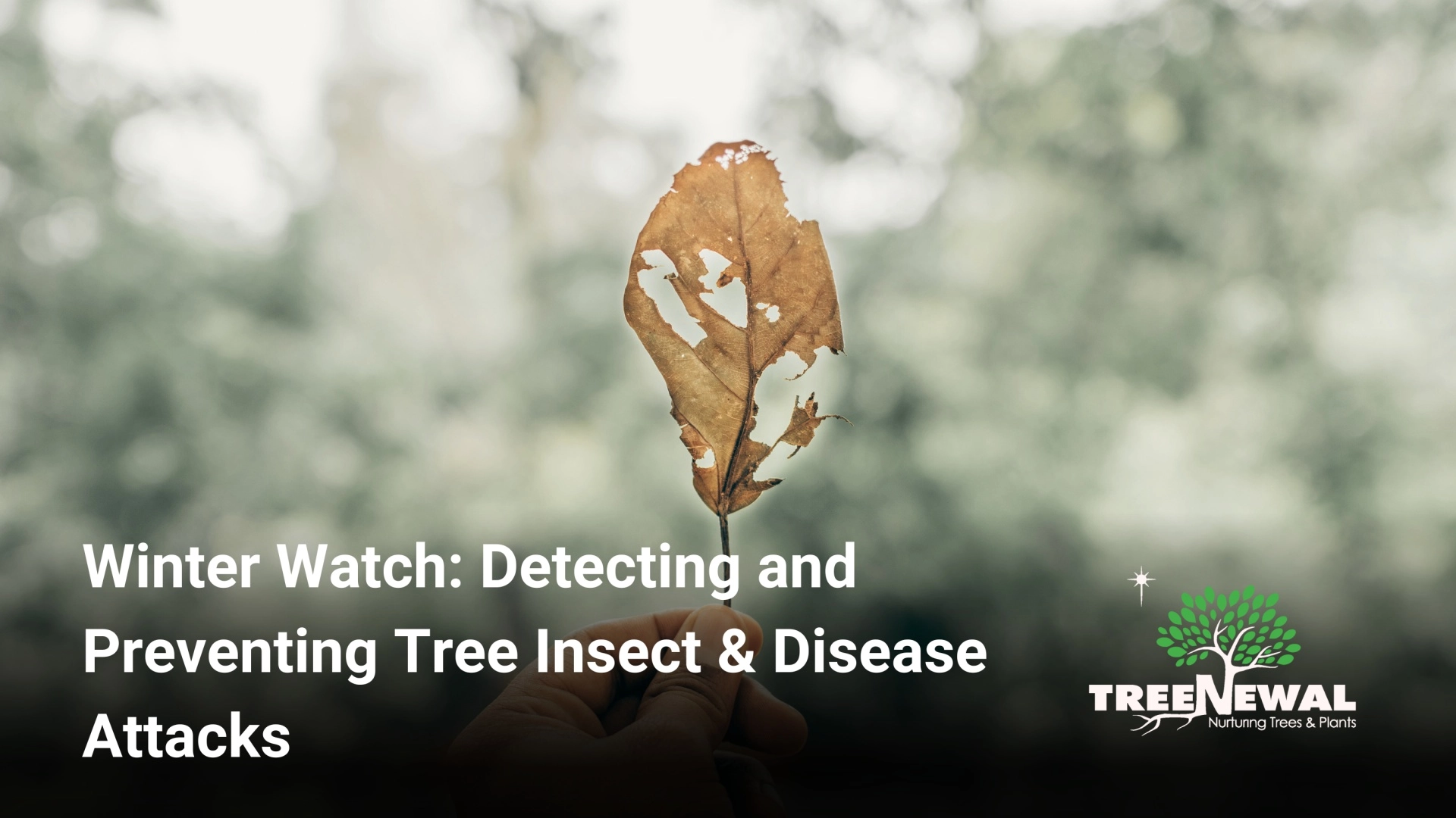 Winter Watch: Detecting and Preventing Tree Insect & Disease Attacks