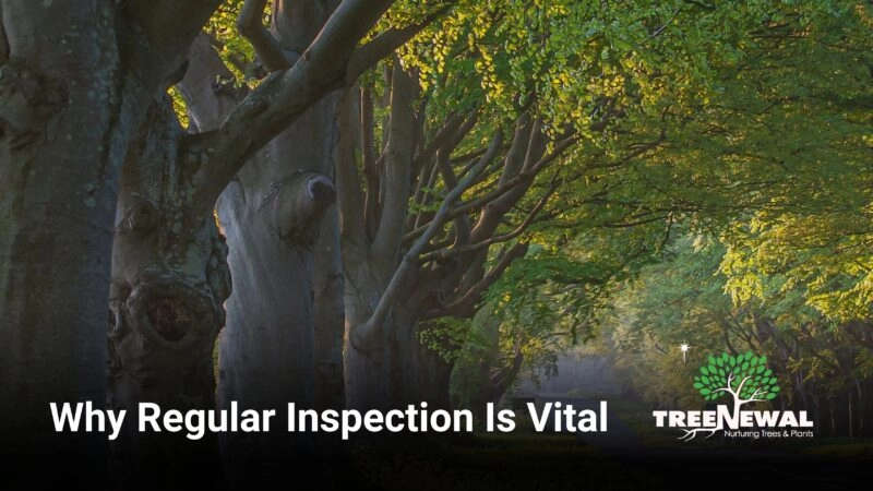 Why Regular Inspection Is Vital