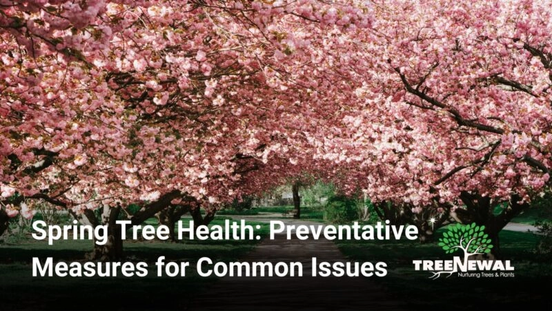 Spring Tree Health: Preventative Measures for Common Issues