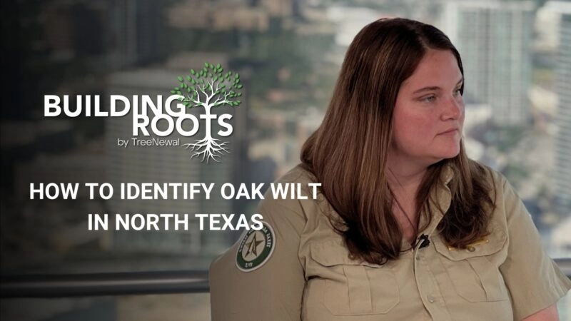 Join experts Wes Rivers and Kimberlee Peterson as they discuss the prevalence of oak wilt, tree care tips, and the importance of proactive measures in North Texas.