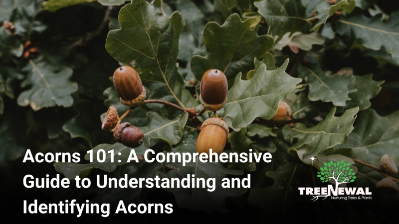 Acorns 101: A Comprehensive Guide to Understanding and Identifying Acorns