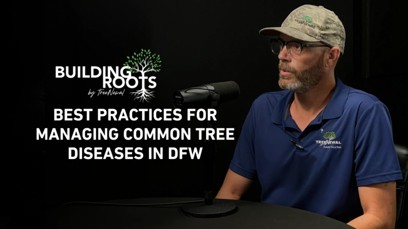 Best Practices for Managing Common Tree Diseases in DFW