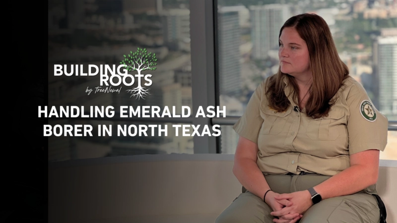 Handling Emerald Ash Borer In North Texas