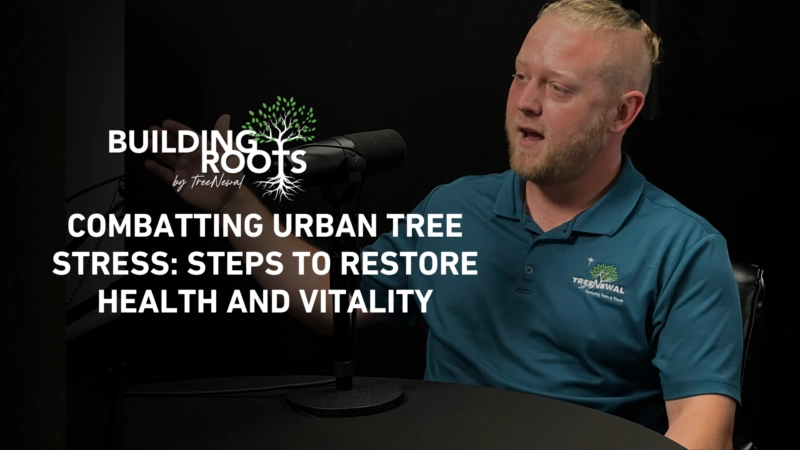 Combatting Urban Tree Stress: Steps to Restore Health and Vitality