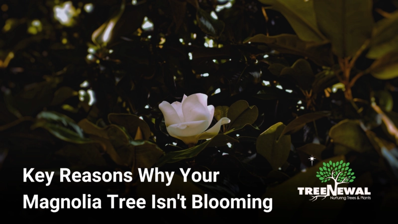 Key Reasons Why Your Magnolia Tree Isn't Blooming