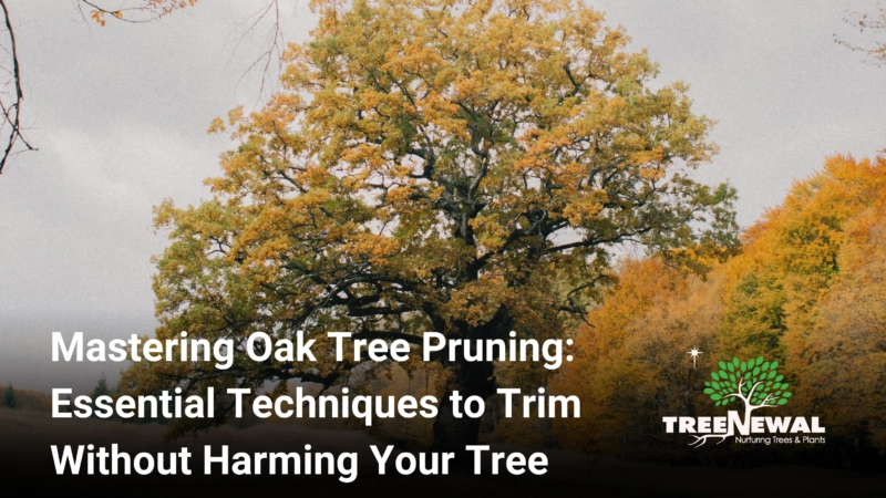 Mastering Oak Tree Pruning: Essential Techniques to Trim Without Harming Your Tree