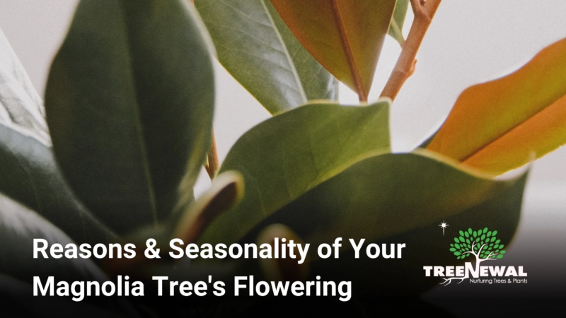 Reasons & Seasonality of Your Magnolia Tree's Flowering