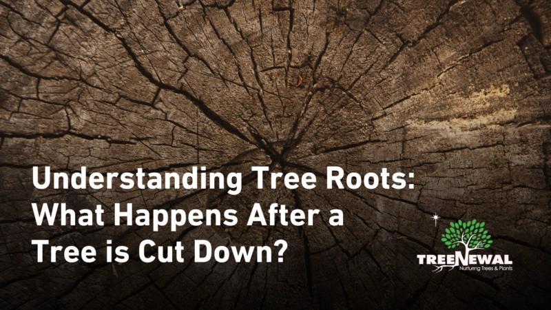 Understanding Tree Roots: What Happens After a Tree is Cut Down?