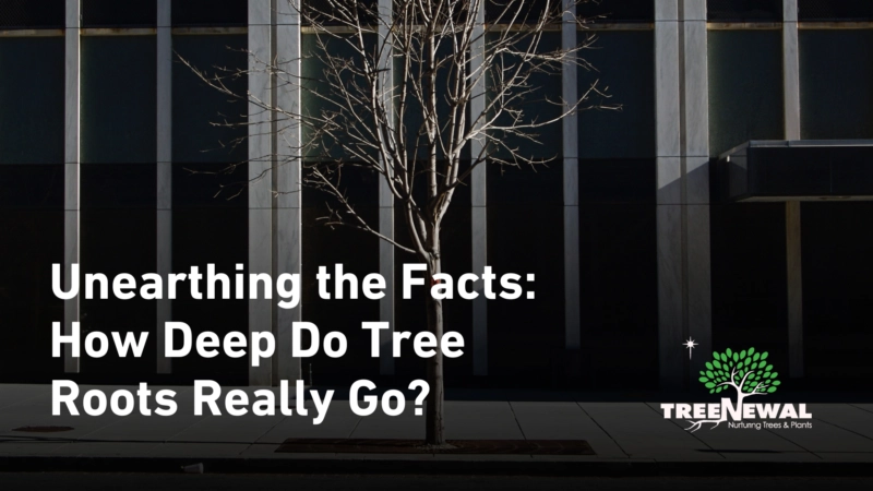 Unearthing the Facts: How Deep Do Tree Roots Really Go?