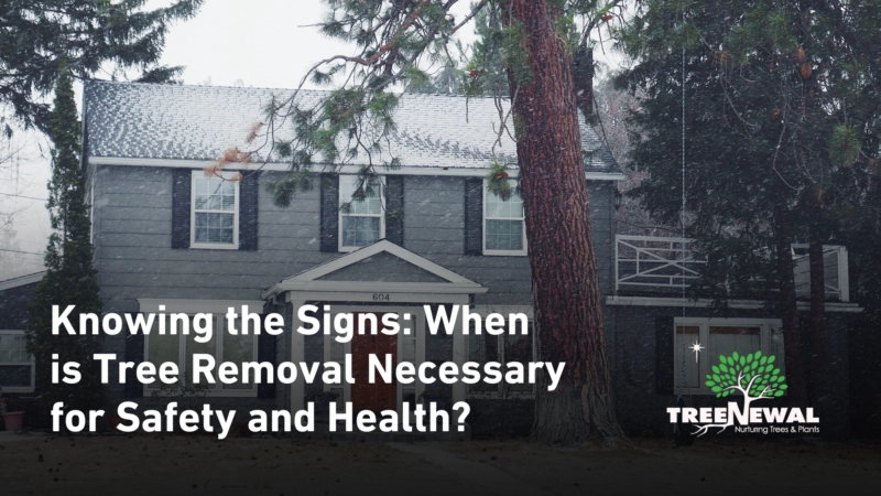 Knowing the Signs: When is Tree Removal Necessary for Safety and Health?