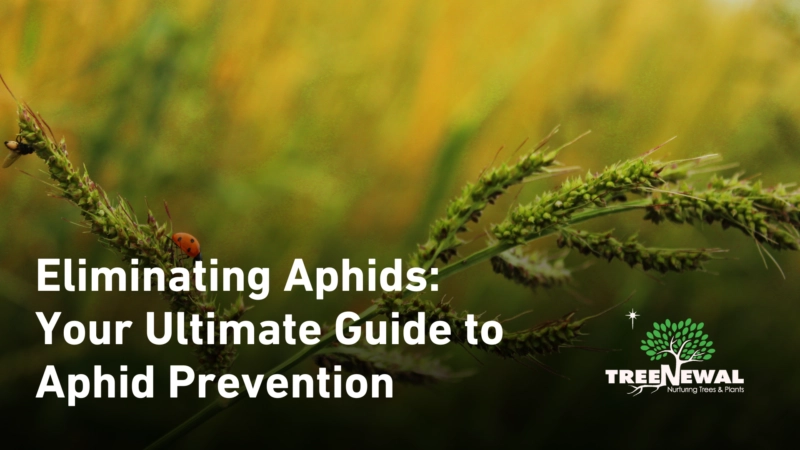 Eliminating Aphids: Your Ultimate Guide to Aphid Prevention
