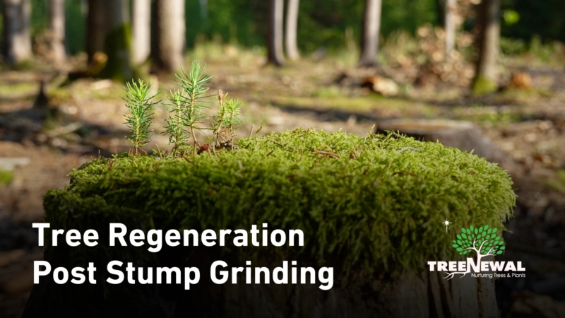 Tree Regeneration Post Stump Grinding