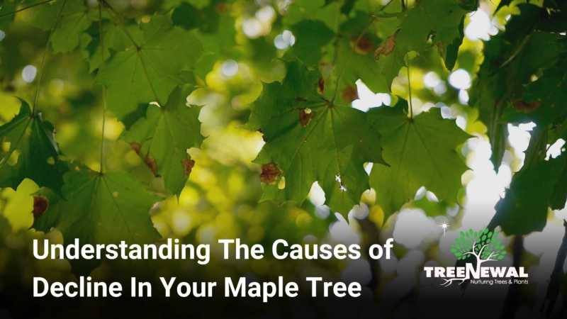 Understanding The Causes of Decline In Your Maple Tree