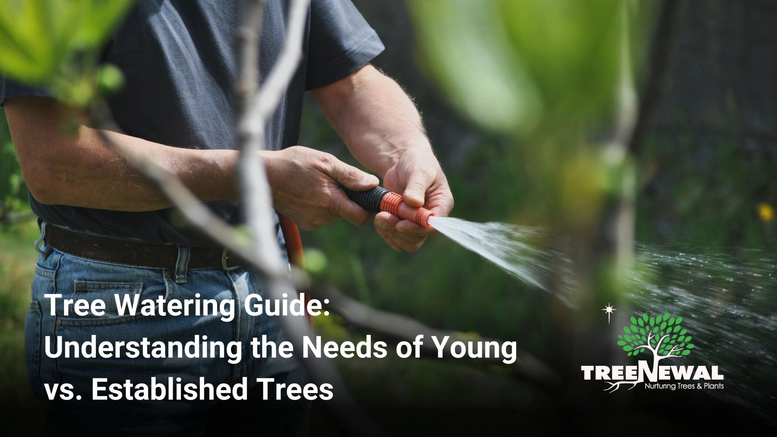 Tree Watering Guide: Understanding the Needs of Young vs. Established Trees