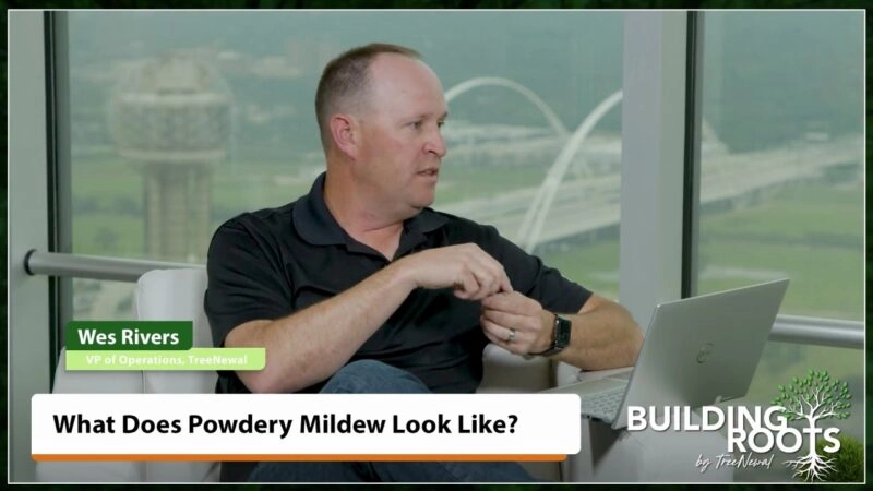 What Does Powdery Mildew Look Like?