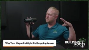 Why Your Magnolia Might Be Dropping Leaves