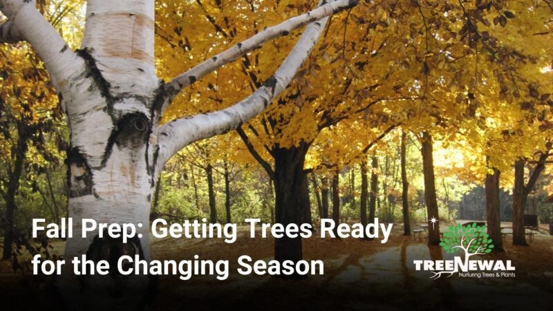 Fall Prep: Getting Trees Ready for the Changing Season