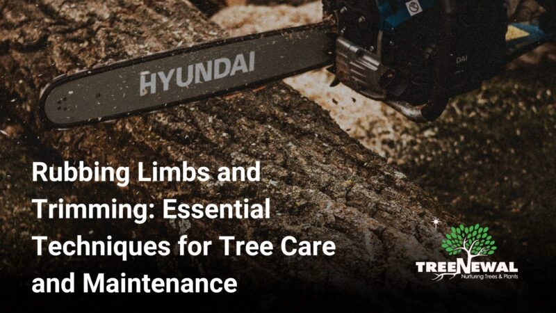 Rubbing Limbs and Trimming: Essential Techniques for Tree Care and Maintenance