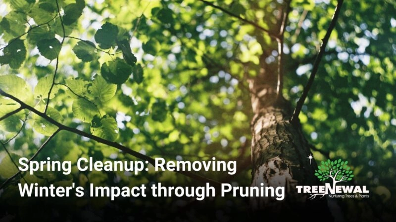 Spring Cleanup: Removing Winter's Impact through Pruning