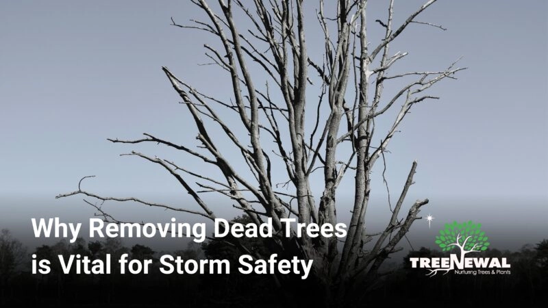 Why Removing Dead Trees is Vital for Storm Safety